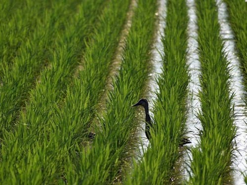 様似町では特別栽培米「アポイ米」の生産を行っています。