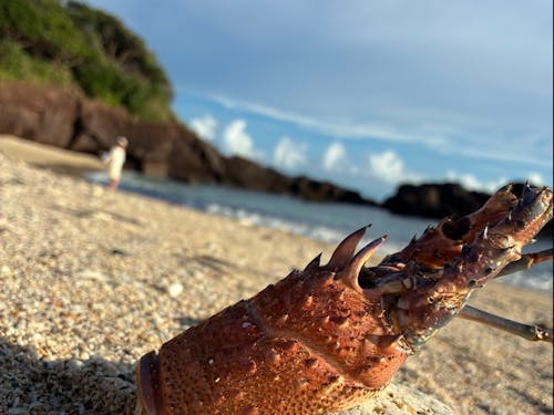 ある日のお散歩の時の一枚。