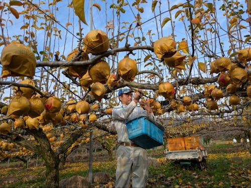 町内梨農家さんから栽培管理を指導していただきます!