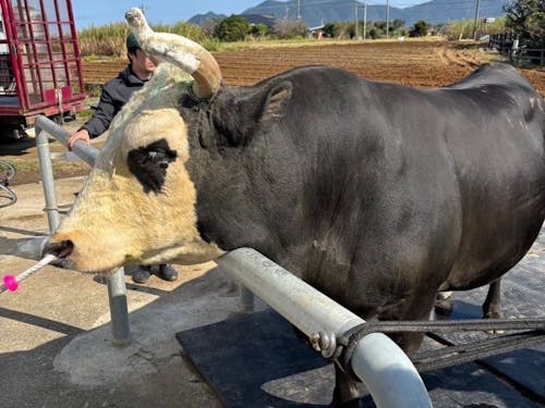 闘牛ふれあい体験アテンド風景