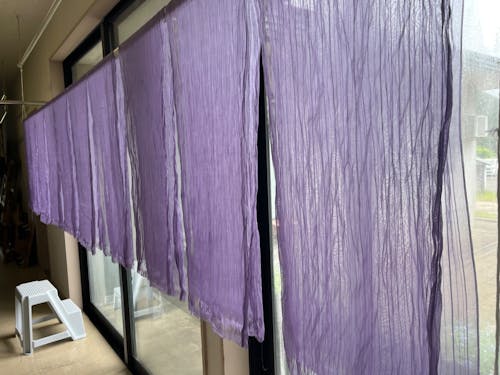 加美町で栽培される薬用植物ムラサキ。化粧品、染料など用途が様々です。