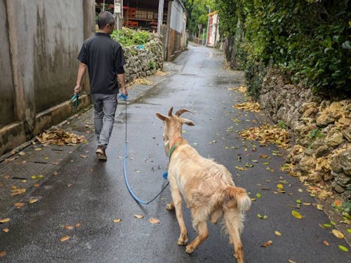 ヤギと一緒に島の中を巡回中