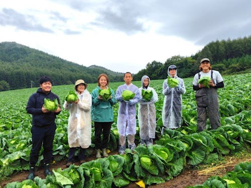 「グリーンズタカムラ」さんでキャベツの収穫体験