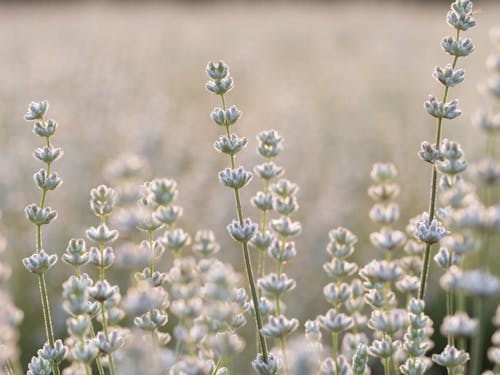 白いラベンダー美郷雪華は町のオリジナル品種です