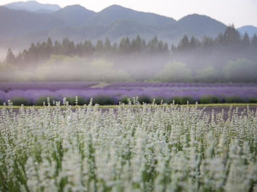 2haに約2万株のラベンダーが植栽されています
