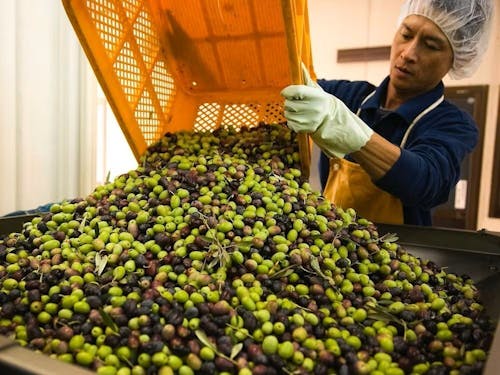 (体験例)オリーブの出荷作業