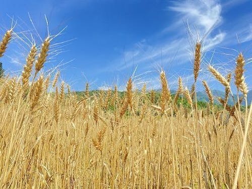 収穫期の小麦