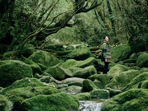 映画「もののけ姫」のイメージ舞台として広く知られるようになった白谷雲水峡。