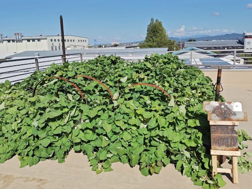 本社屋上の「農園のみず」。社員の提案を受入れ建設途中の設計を変更してまで設置
