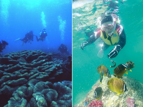 オオスリバチサンゴやテーブルサンゴを楽しめるシュノーケリング