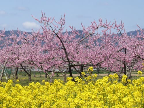 桃源郷・伊達市