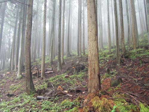 市有林のようす