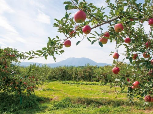 飯綱町の基幹産業である「りんご」
