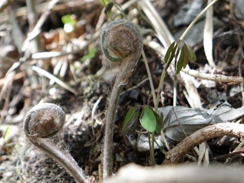 ゼンマイ。毎年鹿と取り合いになります。