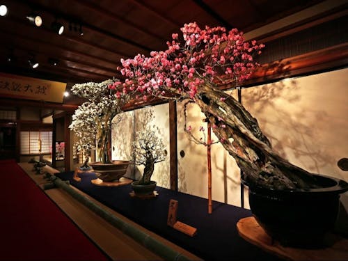 長浜の春といえば盆梅展!