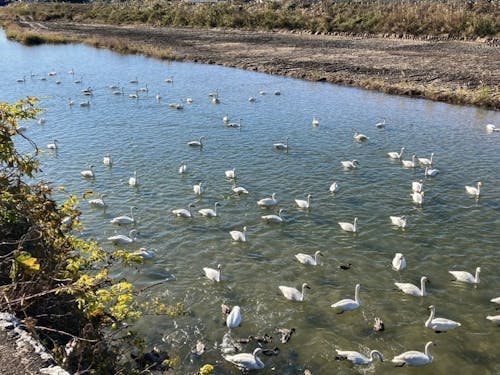 小川地区の景観①（夏井川の白鳥）