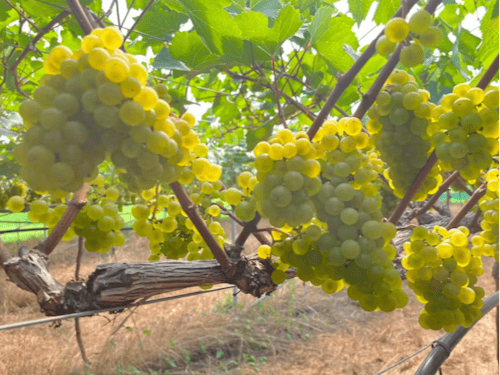 白ワイン用の葡萄 シャルドネのお世話