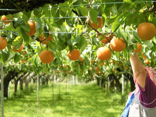 経験豊富なベテラン農家さんもたくさん働いている産地