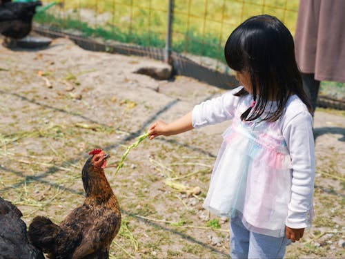 親子向けイベントでは、小さなお子さんも怖がらずに鶏に餌やり!
