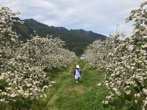 今回は摘花の時期のお仕事です。りんごの花が綺麗です✨