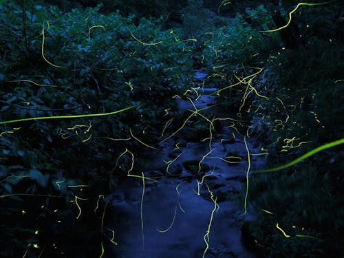 志賀高原・ゲンジボタル