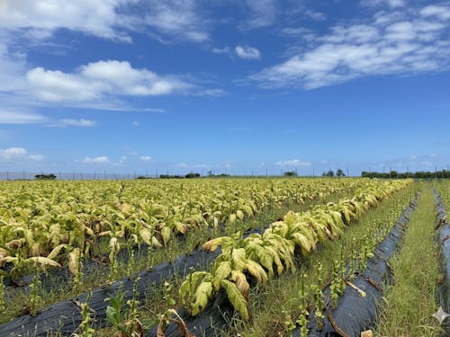 4月以降の葉たばこ畑の様子です！