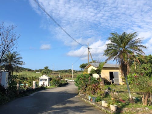 広い空とさとうきび畑が広がる島の風景