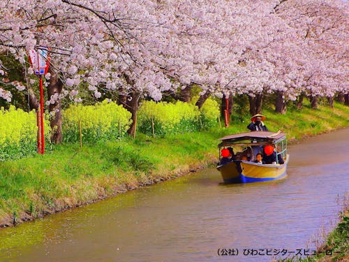 滋賀県の”春”（（公社）びわこビジターズビューロー）