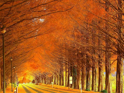 滋賀県の”秋”（（公社）びわこビジターズビューロー）