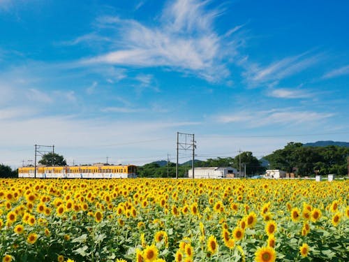 市辺駅-平田駅間のひまわり畑を走る近江鉄道