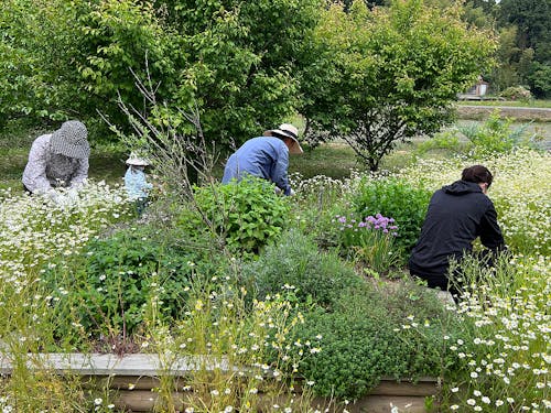地域づくり団体の様子（くまの地域づくり協議会「薬草とハーブ　くまのプロジェクト）
