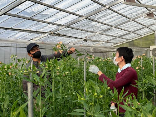 アルストロメリアという花の栽培もさかんな伊那市