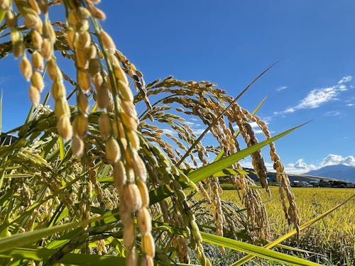 南アルプスからのミネラル豊富な水で剥育まれる川下り米🌾
