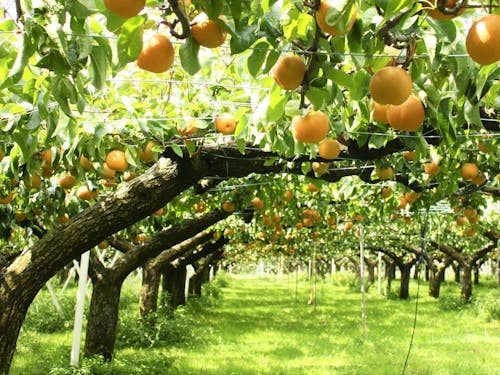 美しい果樹園で育つ梨は、加賀が誇る特産品。【奥谷町】