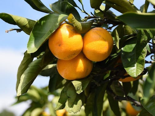 「山川みかん」は全国でもトップ銘柄！