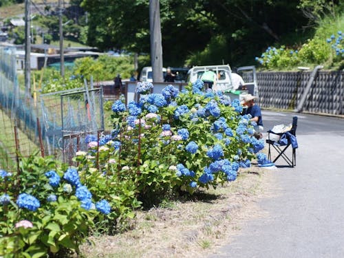地域の方と地域外ボランティアが力を合わせて手入れを続ける「あじさいロード」