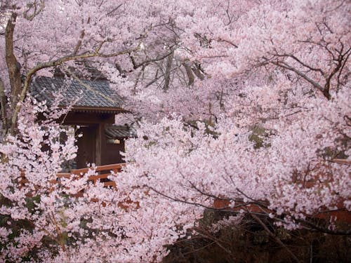 小ぶりで赤みの強い、タカトオコヒガンザクラ