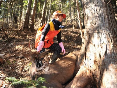 捕獲した鹿を運ぶところ(止め刺し~搬入は運よく当日あれば見学できます!)