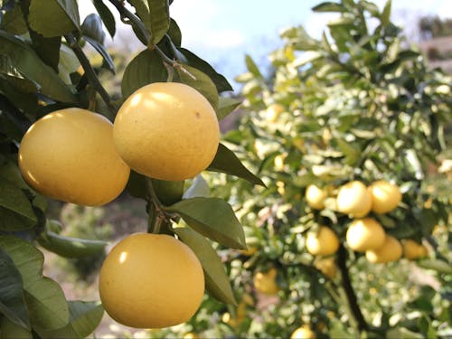 文旦の血を引き、爽やかな甘さと上品な酸味が楽しめる天草のパール柑