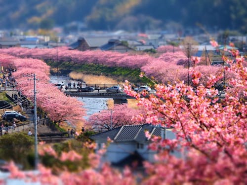 2月の河津の様子