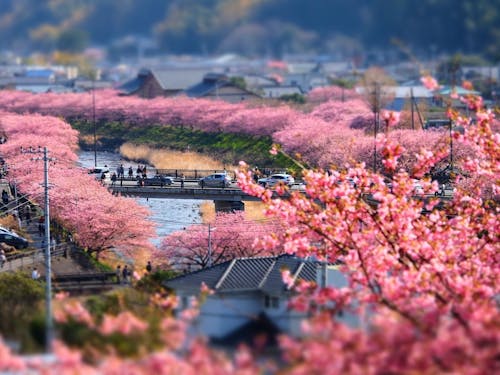 2月の河津の様子