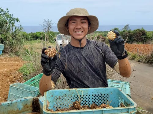 ゆりの球根の堀取り作業