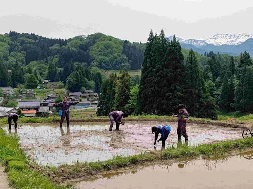 食べるお米は自分でつくる（田植え）