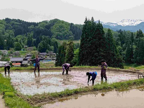 食べるお米は自分でつくる(田植え)