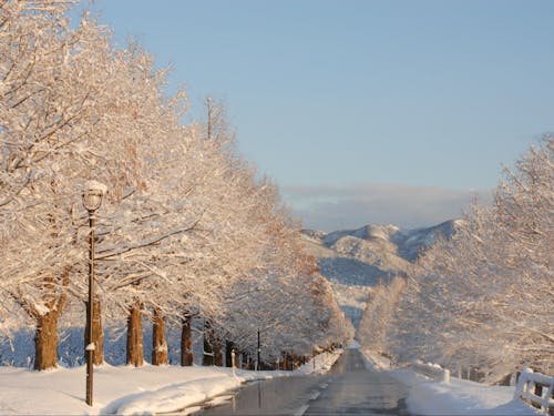 冬のメタセコイア並木