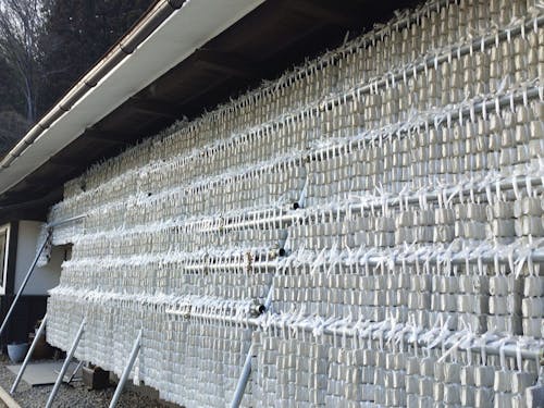 軒先で凍結・乾燥中の凍み餅