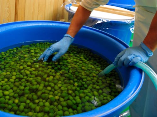 小豆島らしいオリーブの仕事を経験(一例)