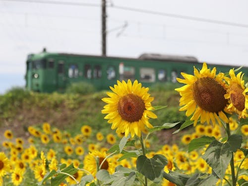 🚃JR草津線とひまわり🌻