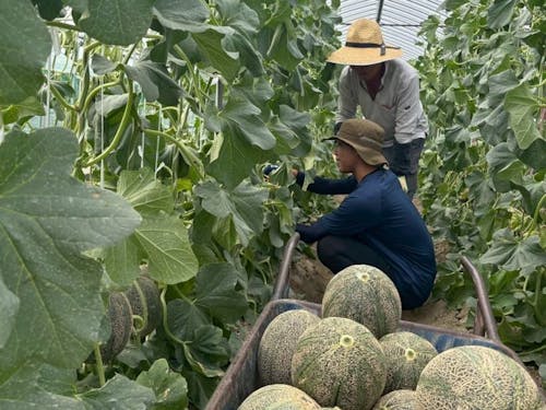 モリヤマメロン農家