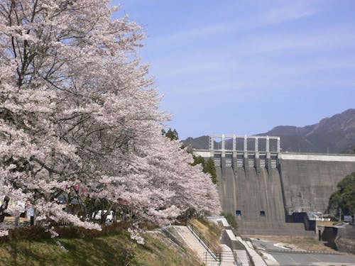 お店近くの早明浦ダムでは、毎年桜が満開に🌸